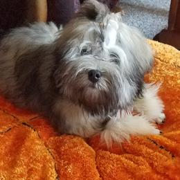 Lowchen Puppies from Ashford Kennel
