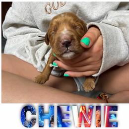 CHEWIE - Red  male Goldendoodle puppy in Minneapolis, Minnesota from The Golden Roo