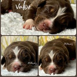 3 Valor - Red tri-color male Australian Shepherd puppy in Huntington, Texas from JKKJ Farms, LLC