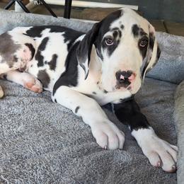 HARLEQUIN MALE - Harlequin male Great Dane puppy in Hickman, Kentucky from Tidal Wave Danes
