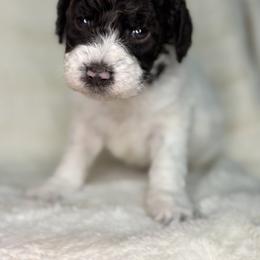 Black - Frozen - Parti female Goldendoodle puppy in Cleveland, Georgia from The O.G. Doodles