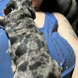 Dachshund Puppies from The Weenie Herd Mom