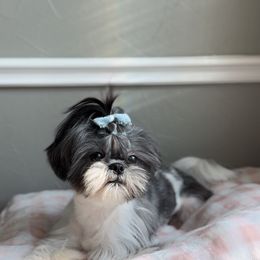 Plum - Shih Tzu