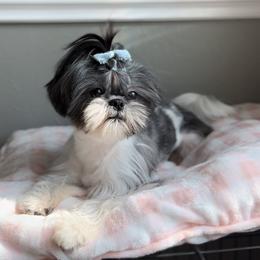 Plum - Shih Tzu