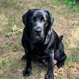 Tulo - Labrador Retriever