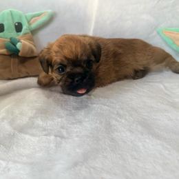 Yoda - Red male Brussels Griffon puppy in Seneca, Missouri from Stephanie’s Puppy Colony