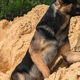 Border Collies and German Shepherds from Dog's Play