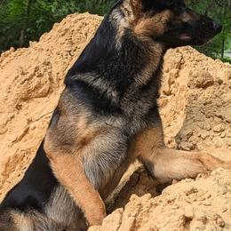 Border Collies and German Shepherds from Dog's Play