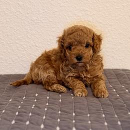 EEyore - Red  male Goldendoodle puppy in Bells, Texas from Partridge Doodles and Poodles