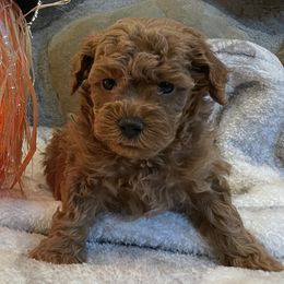 "Cider (Boy) 5 Weeks" Goldendoodle Puppies from Oregon Doodle