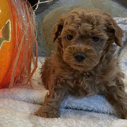 "Cider (Boy) 5 Weeks" Goldendoodle Puppies from Oregon Doodle