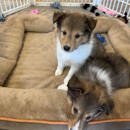 Cyrano - Sable and white male Shetland Sheepdog puppy in Aliquippa, Pennsylvania from Fancypants Shetland Sheepdogs