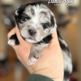 Australian Shepherd, Miniature American Shepherd, Miniature Australian Shepherd, and Toy Australian Shepherd Puppies from Painted Blue Aussies
