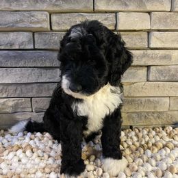 Darci - Black and white female Bernedoodle puppy in Hackleburg, Alabama from The Doodle Patch