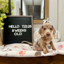 Zuko - Fawn (isabella) and cream male Dachshund puppy in Goodyear, Arizona from AZ Low Life Doxies
