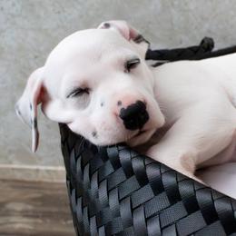 Bluey - White and black male Dalmatian puppy in Hastings, Florida from Love My Spotty Dalmatians
