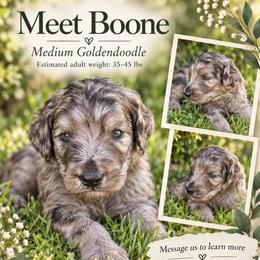 Boone - Merle male Goldendoodle puppy in Millville, California from Hope Lane Kennels