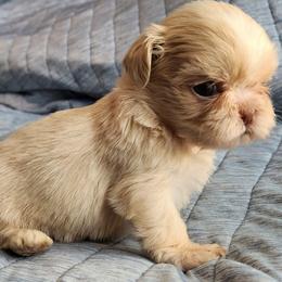 Luna - Cream and white female Shih Tzu puppy in Tampa, Florida from Fancy Shih Tzus Florida