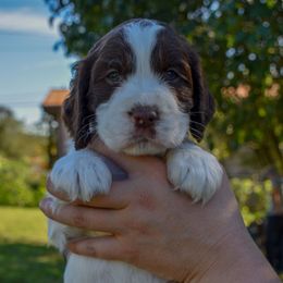 Mr. Springer - Liver and white male English Springer Spaniel puppy in Kingsport, Tennessee from Leandra's English Springer Spaniels