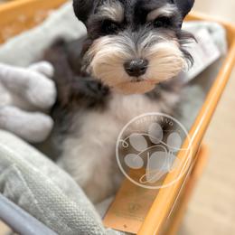 Bentley - Miniature Schnauzer