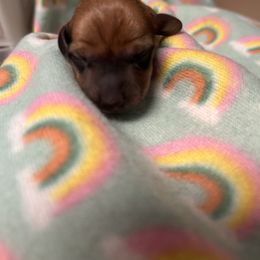 Girl 2 - Red female Dachshund puppy in Columbiana, Alabama from Tonya's Dachshunds