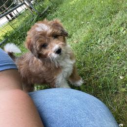 Merle boy - Brown merle male Aussiedoodle puppy in Hillsboro, Illinois from Shoal Creek Puppies