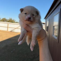 Boo - Cream female Pomeranian puppy in Nashville, Arkansas from Cuddles n Curls