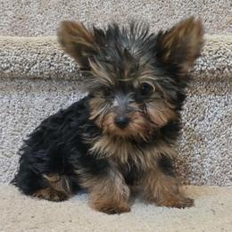 Toby - Black and tan male Yorkshire Terrier puppy in Aiken, South Carolina from Yorkshires Yorkies