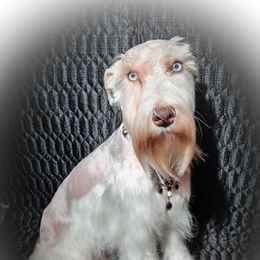 Whitley - Miniature Schnauzer