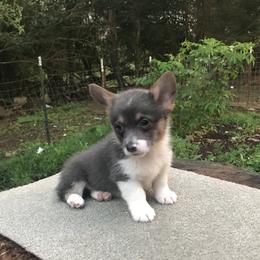 American Corgi and Pembroke Welsh Corgi Puppies from High Hopes Farm
