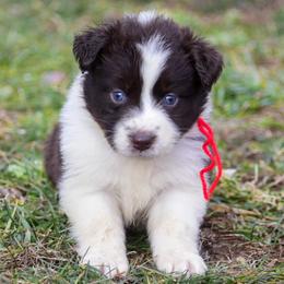 Red girl - Red & white female Australian Shepherd puppy in Clarkrange, Tennessee from Vom Wolff