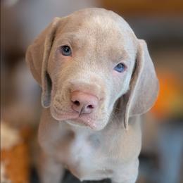 Sterling - Silver gray male Weimaraner puppy in Rancho Cucamonga, California from Freehart's Weimaraners