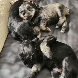 Miniature Schnauzer Puppies from Byrd's House