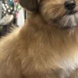 Shihpoos from Jenny La Bone