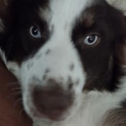 Australian Shepherds from CHAPELHILL AUSSIES
