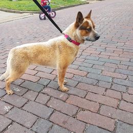 Australian Cattle Dog Puppies from Stockman Australian Cattle Dogs