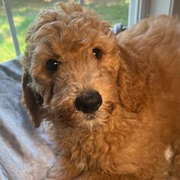 Ricky - Apricot male Goldendoodle puppy in Clarksville, Tennessee from Golden Pine Designer Doodles