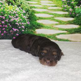 Jax - Chocolate male Cavapoo puppy in Marshfield, Missouri from Clearview Kennels