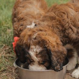 Bernedoodle Puppies from Bernedoodles of the Ozarks