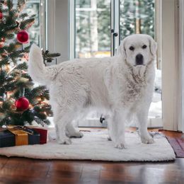 Zuma - Golden Retriever