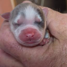 Lilac - Lavender female Pomsky puppy in Spring Hill, Florida from PDQ Pomskies