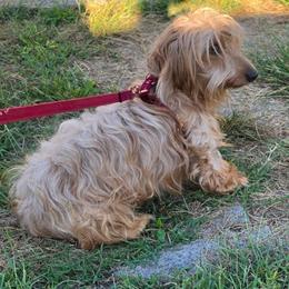Ms. Waffles (late 26 early 27 breeder) - Dachshund