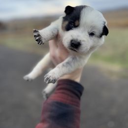 Orion - Blue mottled male Australian Cattle Dog puppy in Ellensburg, Washington from Boondock Bandits
