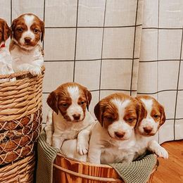 Brittanys from Sincerely, Bird Dogs