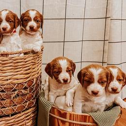 Brittanys from Sincerely, Bird Dogs