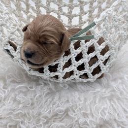Turquoise Orion - Red  male Goldendoodle puppy in Cincinnati, Ohio from KSchott Kennels