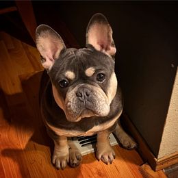 Boujee - French Bulldog