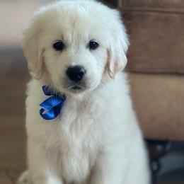 Golden Retriever Puppies from Robinsnest Goldens