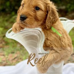 Goldendoodle Puppies from Ruby Pupper Doodles