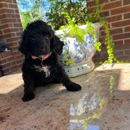 Miss. Leche - Black female Poodle puppy in Gainesville, Florida from Pet Inn Xxweetdoodles